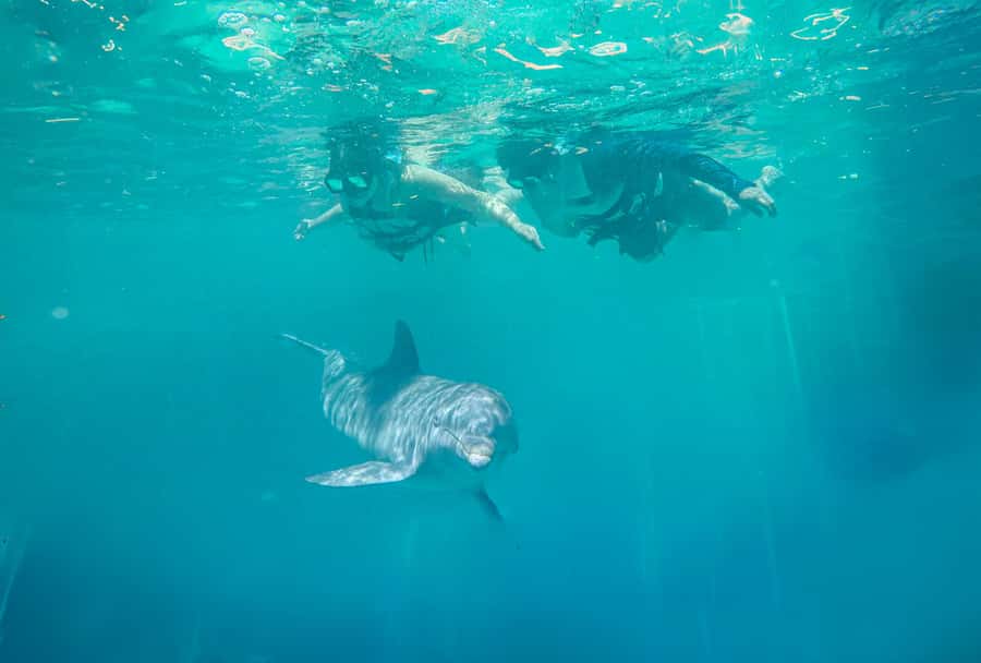 Puerto Vallarta: Dolphin Swimming and Aquaventuras Park - Key things you should notice before you book