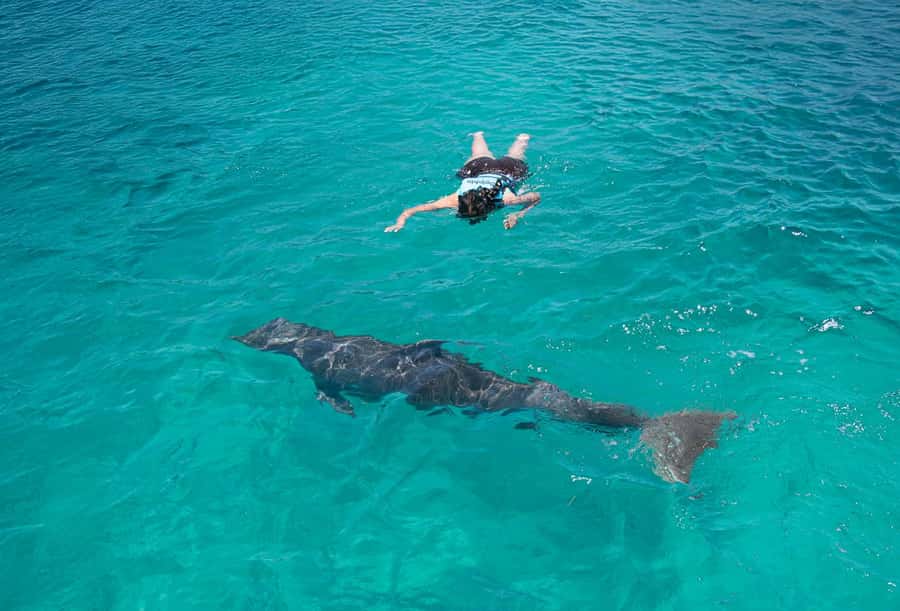 Puerto Vallarta: Dolphin Swimming and Aquaventuras Park - Aquaventuras Park: the dolphin swim that comes with a real water-park day