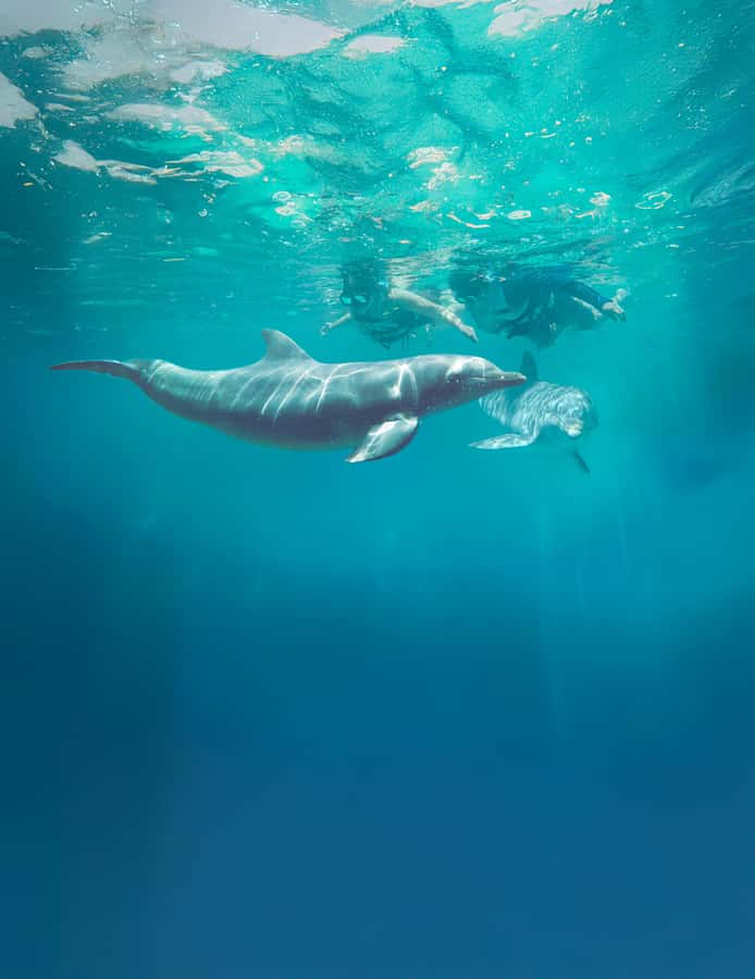 Puerto Vallarta: Dolphin Swimming and Aquaventuras Park - Inside the dolphin session: what you do in the water