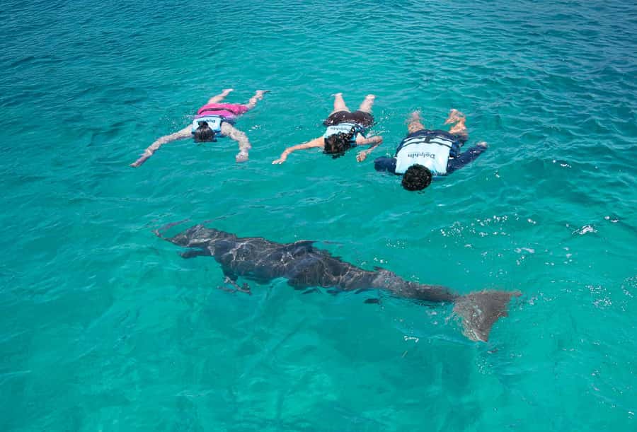 Puerto Vallarta: Dolphin Swimming and Aquaventuras Park - The extreme activities: one zip line round plus a climbing/challenge pass
