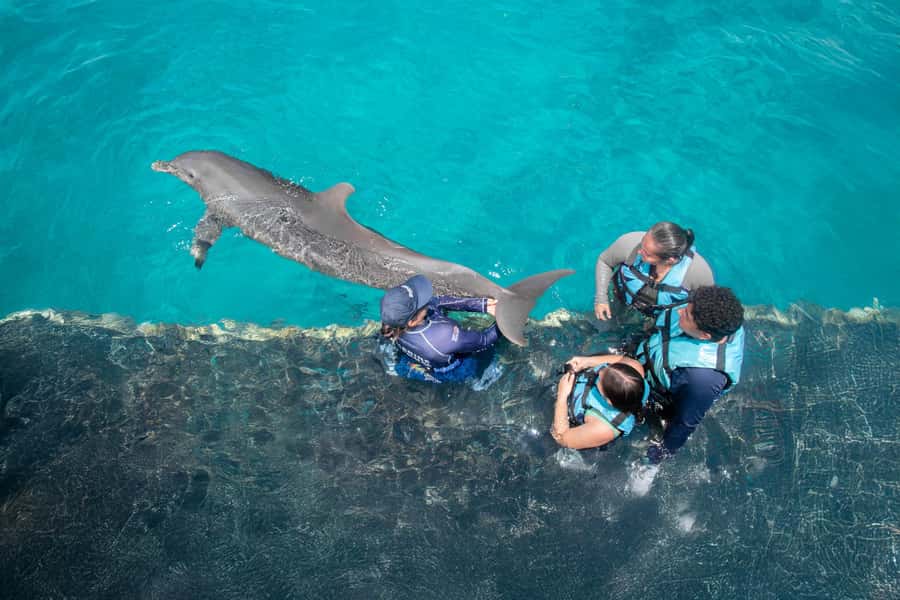 Puerto Vallarta: Dolphin Swimming and Aquaventuras Park - Food, soft drink, and the Swimmer’s Menu reality check
