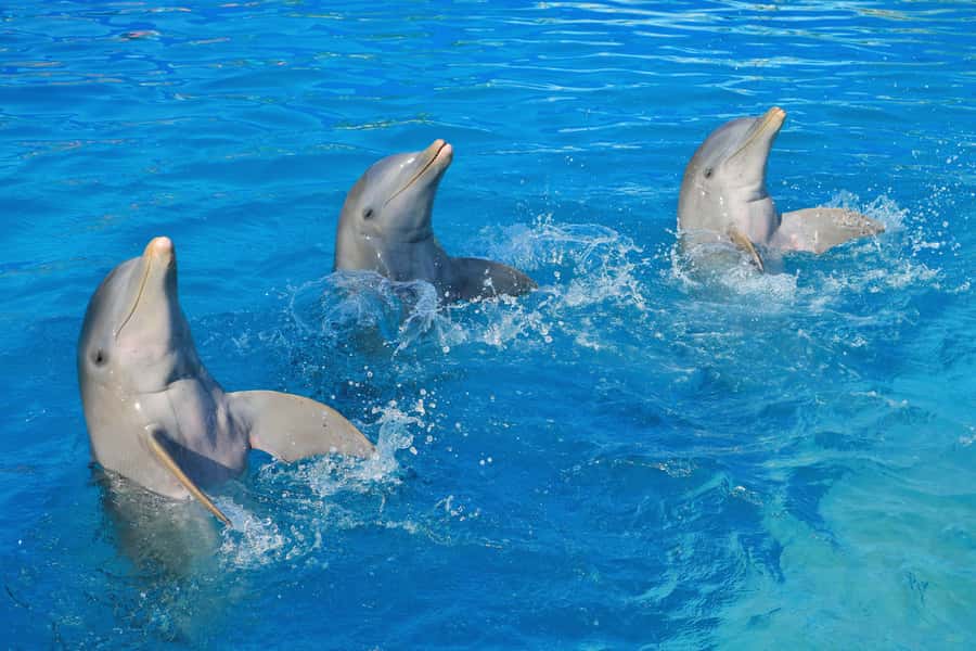 Puerto Vallarta: Dolphin Swimming and Aquaventuras Park - Price and value: is $159 per person actually fair?