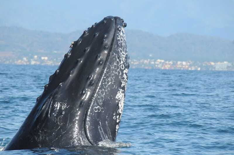 Puerto Vallarta: Humpback Whale Research Adventure Tour - Who This Tour Fits Best (and Who Should Skip It)