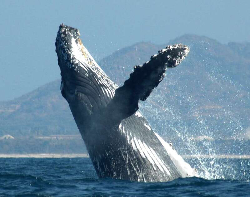Puerto Vallarta: Humpback Whale Research Adventure Tour - The Pre-Boat Whale Lesson: What to Watch, and Why It Matters