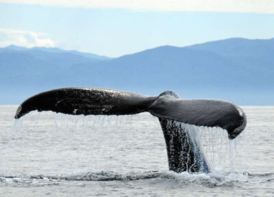 Puerto Vallarta: Humpback Whale Research Adventure Tour - Getting Oriented at EcoTours Vallarta Before You Go Out