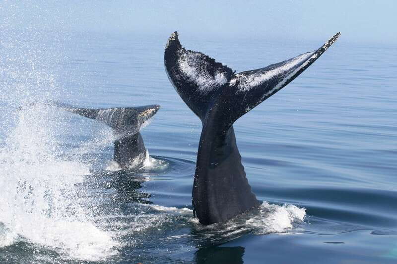 Puerto Vallarta: Humpback Whale Research Adventure Tour - On the Water: Whale Watching Tactics and the Hydrophone