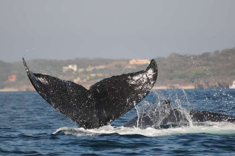 Puerto Vallarta: Humpback Whale Research Adventure Tour - Research Participation: Observing With Purpose (Not Just Curiosity)