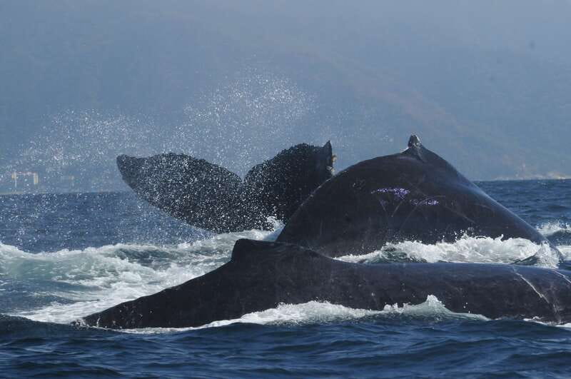 Puerto Vallarta: Humpback Whale Research Adventure Tour - What Else You Might See Beyond Humpbacks