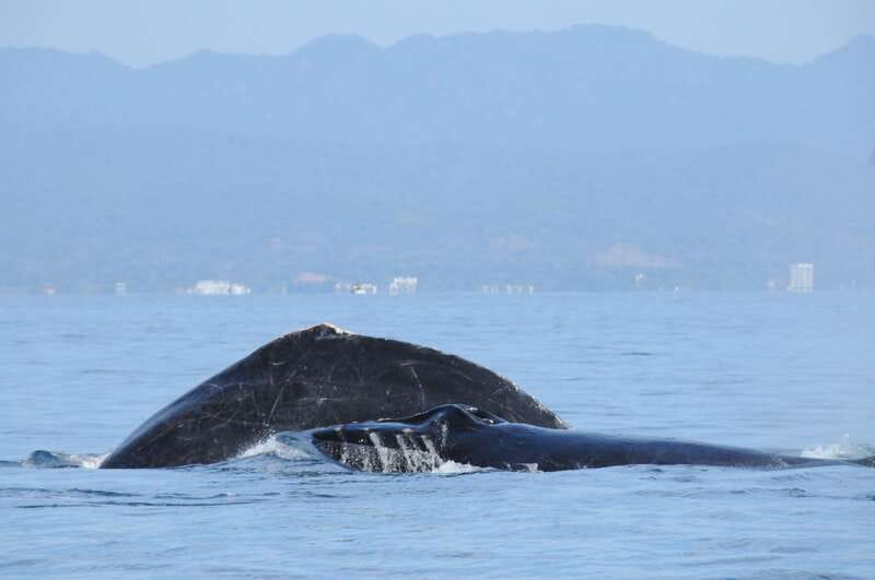 Puerto Vallarta: Humpback Whale Research Adventure Tour - Time on the Bay and Photo Opportunities
