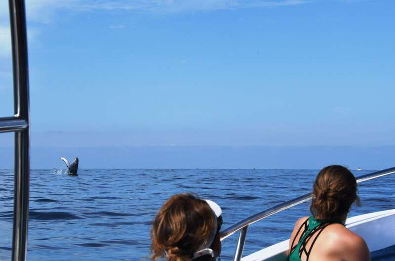 Puerto Vallarta: Humpback Whale Research Adventure Tour - Price and Value: Is $134 Fair?