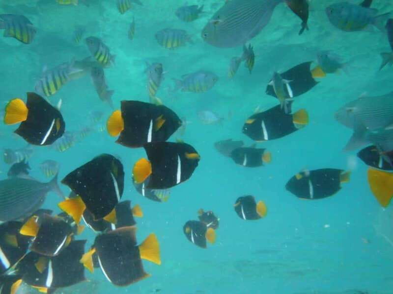 Puerto Vallarta: Los Arcos Snorkel & Beach Private Boat Tour - Key highlights worth centering your plans on