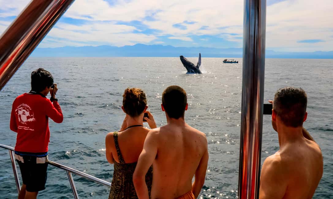 Puerto Vallarta: Mega Yacht Whale Watching Sunset Cruise - Price and Value: Is $87 for 3 Hours Worth It?
