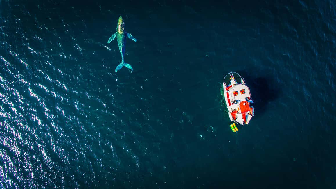 Puerto Vallarta: Mega Yacht Whale Watching Sunset Cruise - Snacks During the Cruise: Not Just Guacamole, and Not Afterthought Food