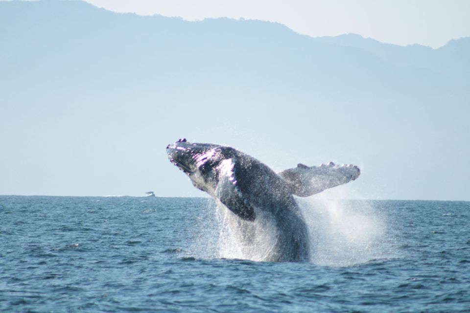 Puerto Vallarta: Mega Yacht Whale Watching Sunset Cruise - Sunset in Puerto Vallarta: Where the Cruise Turns Romantic (and Fun)
