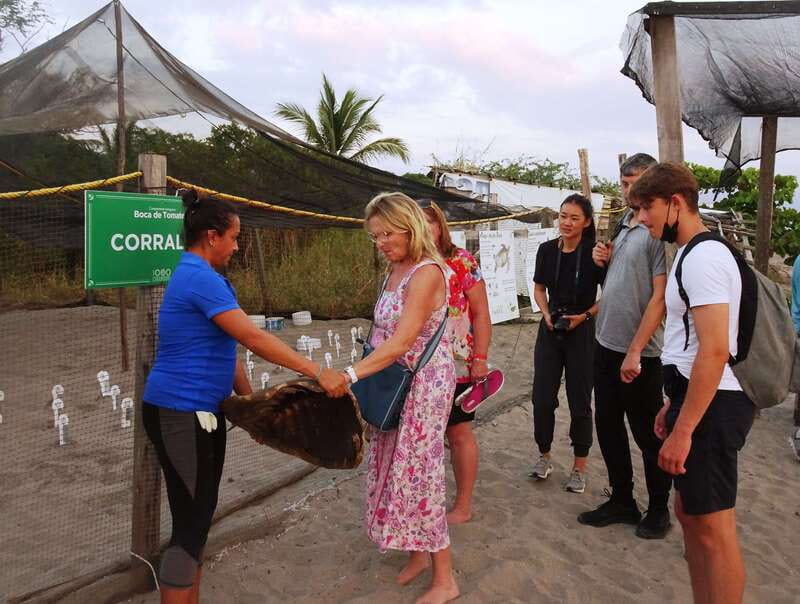 Puerto Vallarta: Sea turtle release at Sunset - Key points to know before you go