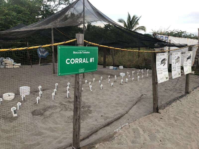 Puerto Vallarta: Sea turtle release at Sunset - Who should book this turtle camp, and who should choose something else