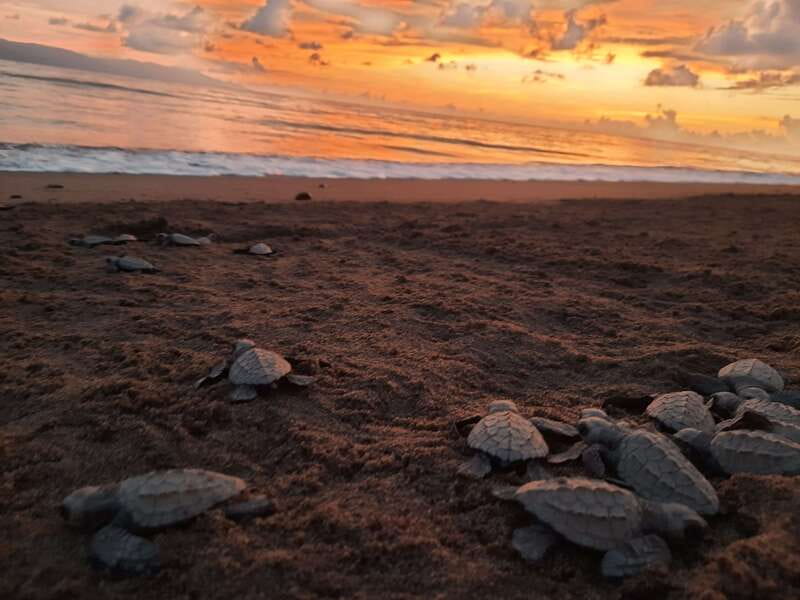 Puerto Vallarta: Sea turtle release at Sunset - The pre-release talk and sea turtle nursery: what you should pay attention to
