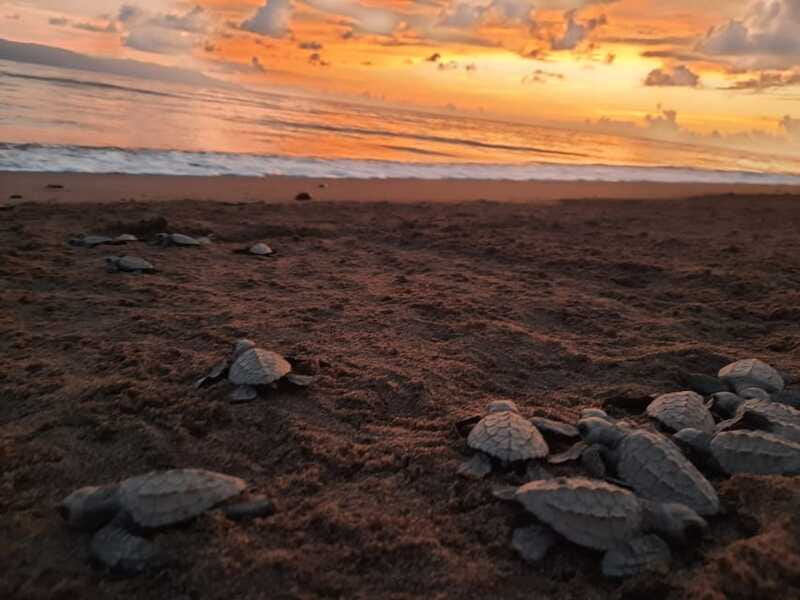 Puerto Vallarta: Sea turtle release at Sunset - Release hatchlings into the ocean: the moment you’ll remember