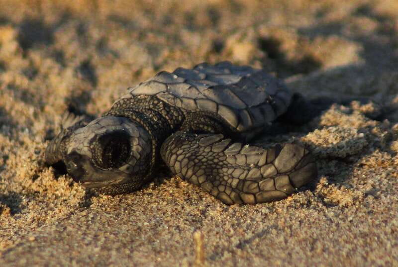 Puerto Vallarta: Sea turtle release at Sunset - Price and value: is $87 for 2 hours fair?