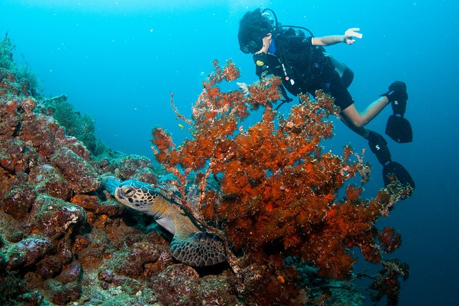 Puerto Vallarta Undersea Private Scuba Diving - What’s included vs. what you’ll pay on top