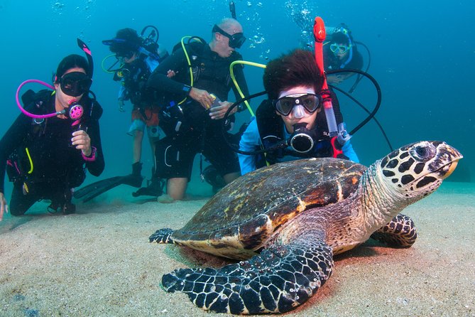 Puerto Vallarta Undersea Private Scuba Diving - Price and value: what $550 per group really buys