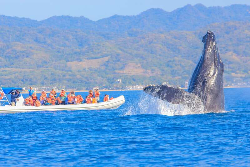 Puerto Vallarta: Whale Watching Photo Safari - Key points to know before you go