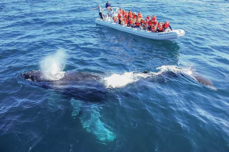 Puerto Vallarta: Whale Watching Photo Safari - Who should book—and who should skip it