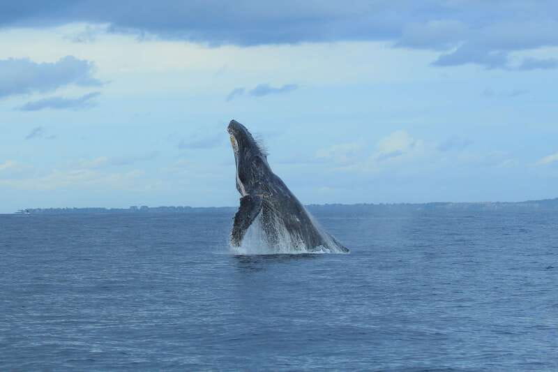 Puerto Vallarta: Whale Watching Photo Safari - A 3-hour whale watching photo safari in Banderas Bay