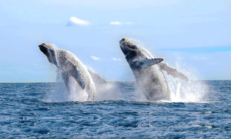 Puerto Vallarta: Whale Watching Photo Safari - What the inflatable boat experience is really like
