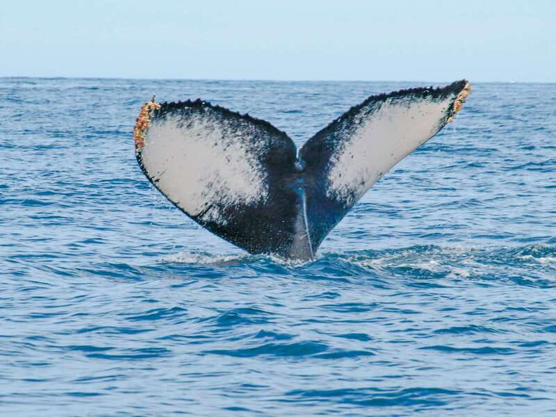 Puerto Vallarta: Whale Watching Photo Safari - Hearing whales with the included hydrophone