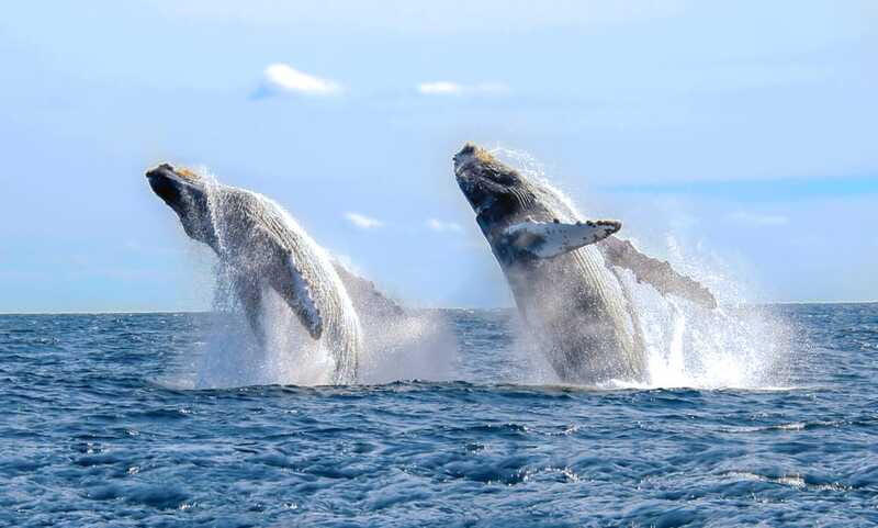 Puerto Vallarta: Whale Watching Photo Safari - The actual whale search on the cruise: how it feels in real time
