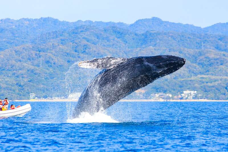 Puerto Vallarta: Whale Watching Photo Safari - Guides that help you read the whales (and get better photos)