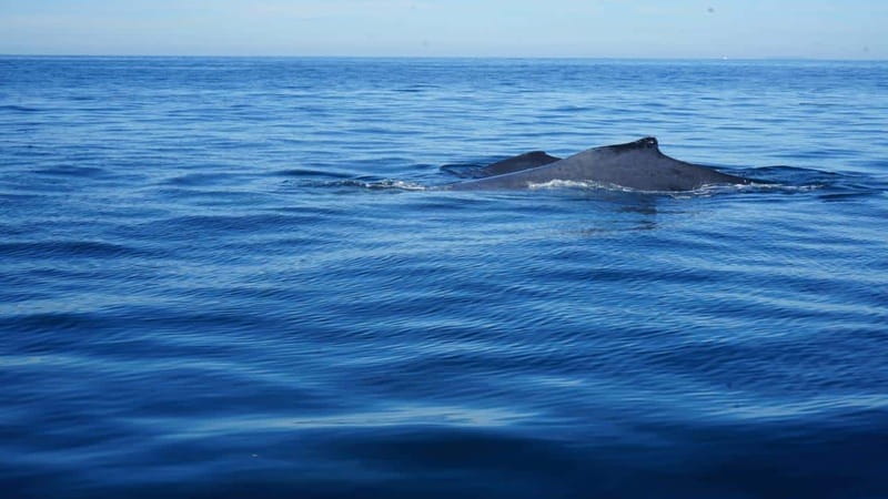 Puerto Vallarta: Whale Watching with Guide - Key Highlights You’ll Notice Fast