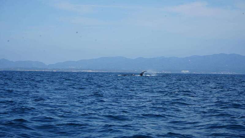 Puerto Vallarta: Whale Watching with Guide - La Ventana and the Humpback Calves: What You’re Really Chasing