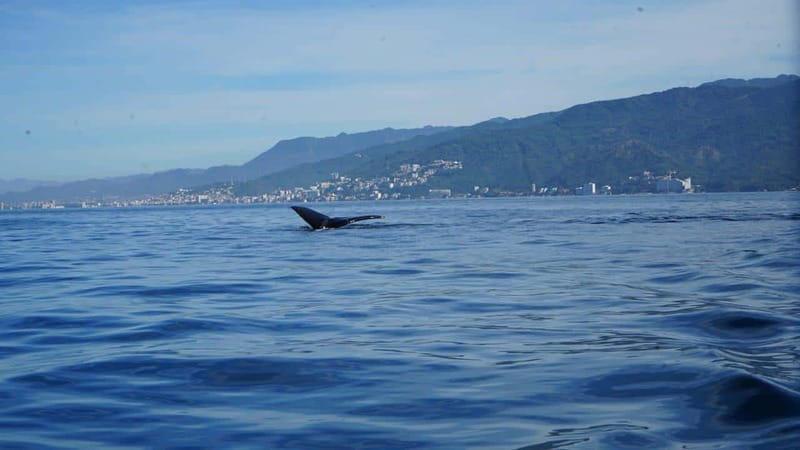 Puerto Vallarta: Whale Watching with Guide - Safety First, Plus the Reality of a Small Boat