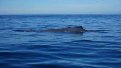 Puerto Vallarta: Whale Watching with Guide - Meeting Jacqueline de Viento Negro and Getting on the Boat