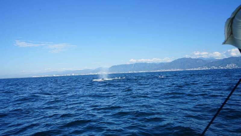 Puerto Vallarta: Whale Watching with Guide - Your 3-Hour Window: How Whale Time Affects the Schedule