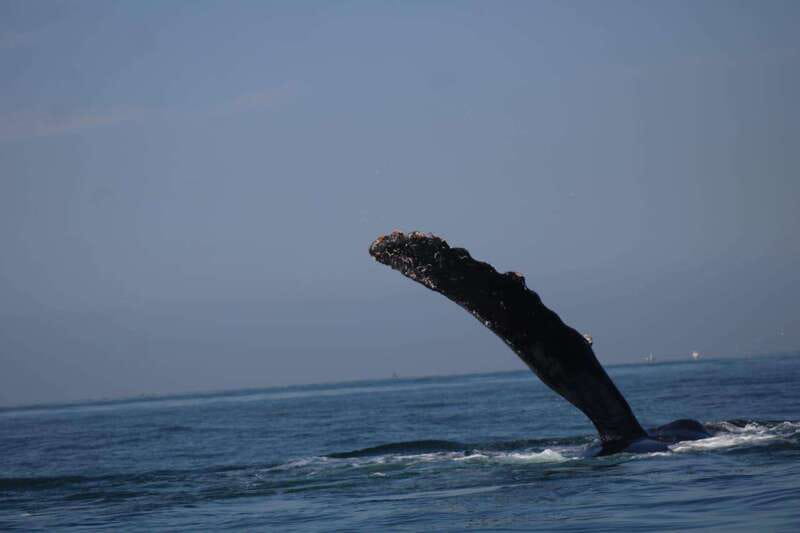 Puerto Vallarta: Whale Watching with Guide - What the Captains Look For on the Water