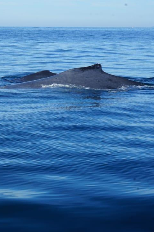Puerto Vallarta: Whale Watching with Guide - Land Breaks and Local Flavors: The Garden Stop Idea