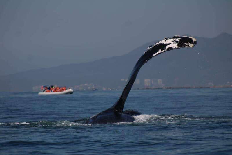 Puerto Vallarta: Whale Watching with Guide - Price, Fees, and Value at $45