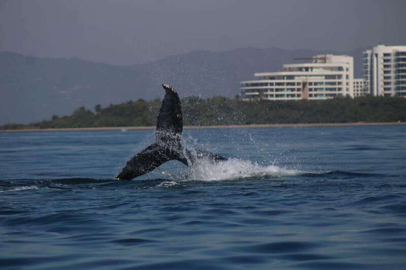 Puerto Vallarta: Whale Watching with Guide - When This Tour Is a Great Fit (and When It Isn’t)