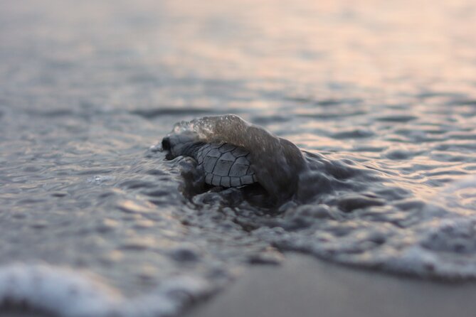 Release of Sea Turtles in Camp Tortuguero - Key Highlights You Should Care About