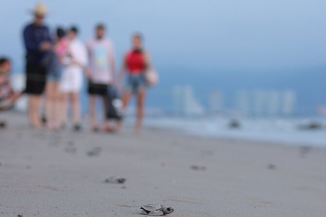 Release of Sea Turtles in Camp Tortuguero - Getting to the Camp: The Easy Start You Want on a Hot Day