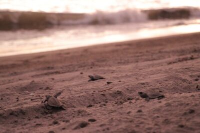 Release of Sea Turtles in Camp Tortuguero - Playa Boca de Tomates Education: Where the Science Makes the Moment