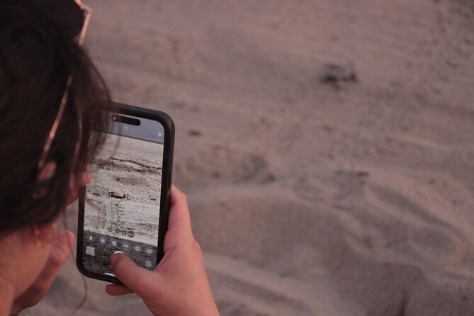 Release of Sea Turtles in Camp Tortuguero - Crocodiles on the Route: A Bonus Wildlife Moment