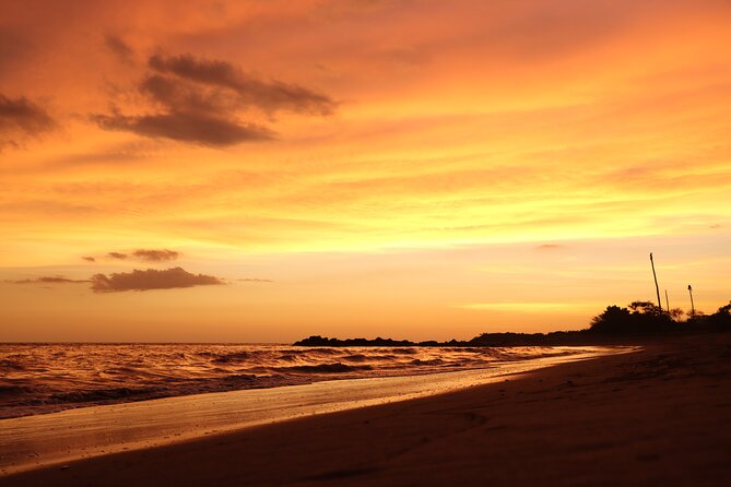Release of Sea Turtles in Camp Tortuguero - Price and Value: Is $41.82 a Good Deal