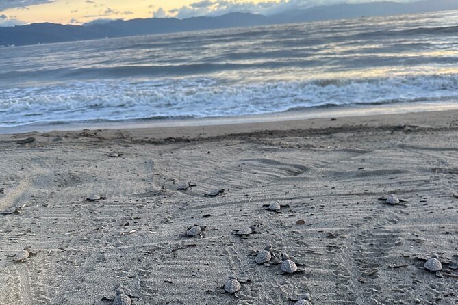 Release of Sea Turtles in Camp Tortuguero - What to Bring (and What to Skip)