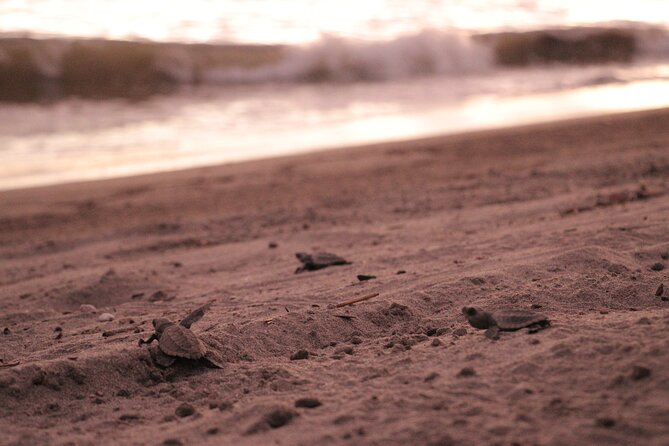 Release of Sea Turtles in Camp Tortuguero - Playa Boca de Tomates Education: Where the Science Makes the Moment