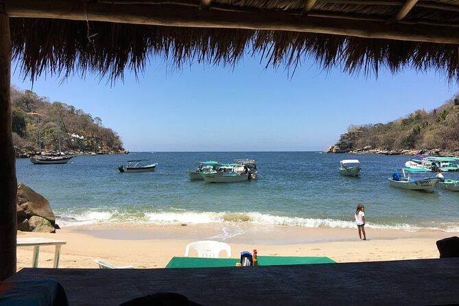 Remote Hidden Beaches Hike of South Shore (Puerto Vallarta) - Why this South Shore route feels alive: birds, fish, and the guide’s nature lens