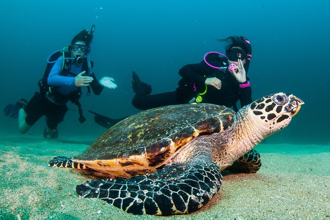 Scuba Diving Puerto Vallarta Undersea Arcos or Marietas - Gear, Lunch, and Comfort on a 4- to 6-Hour Water Day
